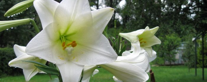 White Lilies