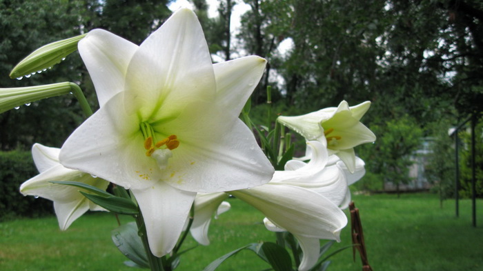 White Lilies